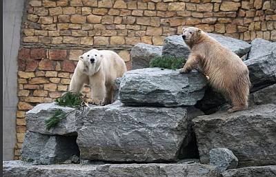 Tallinnan elaintarha Tallinn Zoo Karhu liput ABCmatkatoimisto